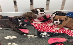 Boxer dogs for sale: Beautiful boxer puppies available  - Image 31