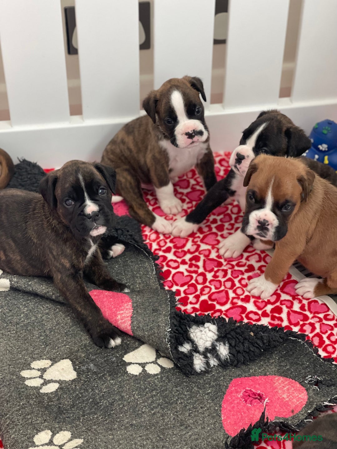 Boxer dogs for sale: Beautiful boxer puppies available  - Image 31
