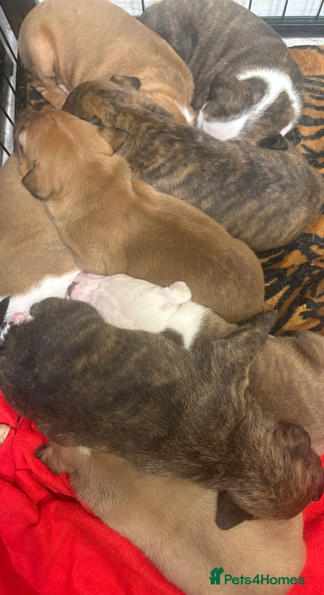 Staffordshire Bull Terrier dogs for sale: Stunning litter of staffies  - Advert 2