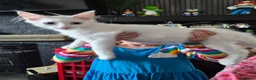 Maine Coon cats for sale: XXL Russian Mainecoon Kittens! 2 left now ready go - Advert 2