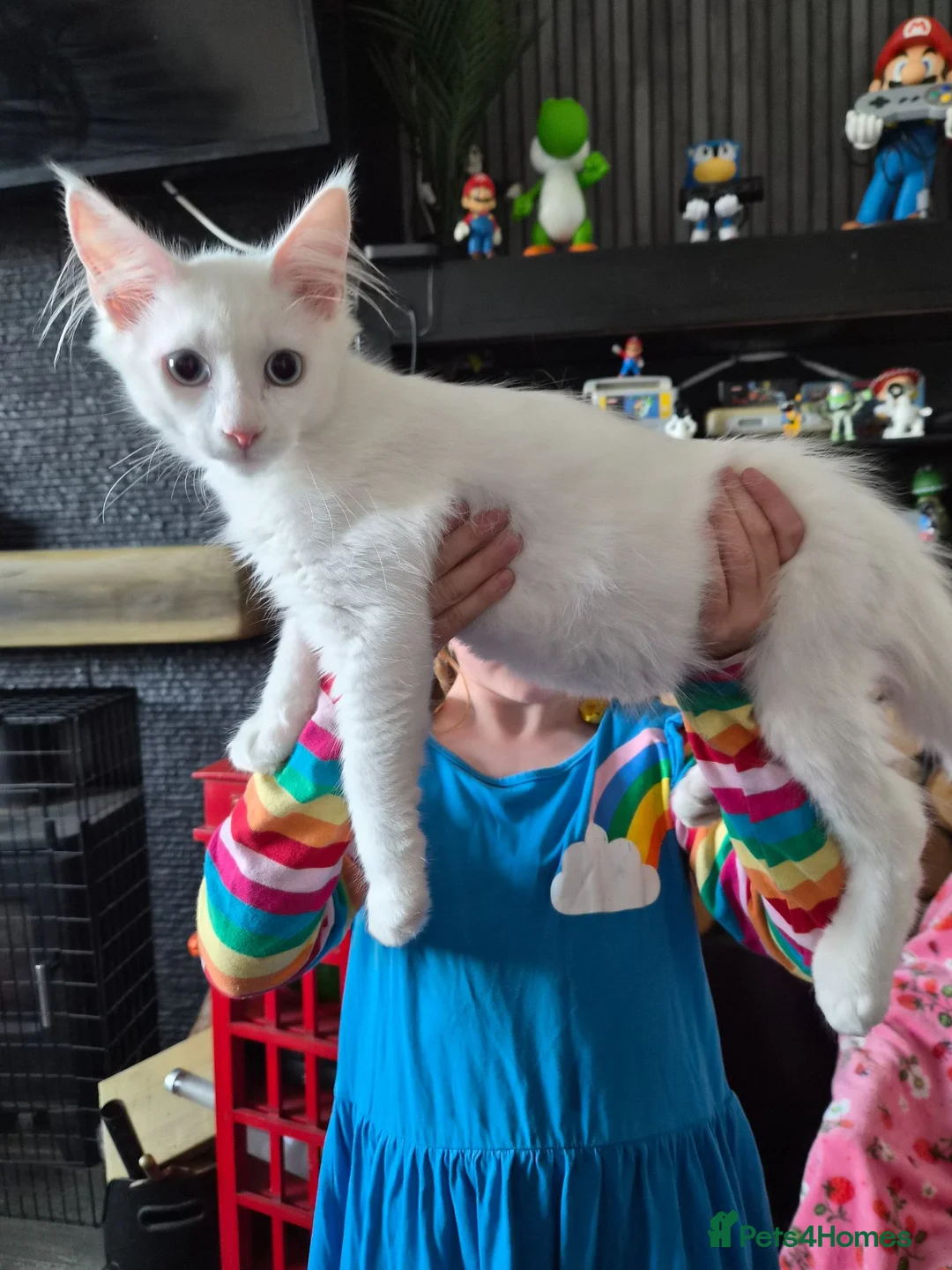 Maine Coon cats for sale: XXL Russian Mainecoon Kittens! 2 left now ready go - Advert 2