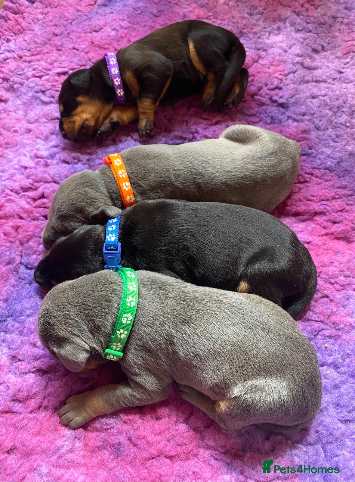 Dobermann dogs *KC REGISTERED* HEALTH TESTED DOBERMAN PUPPIES* - Advert 1