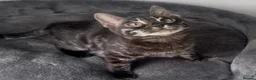 Bengal cats for sale: Exceptional kittens in silver, brown and charcoal - Advert 9