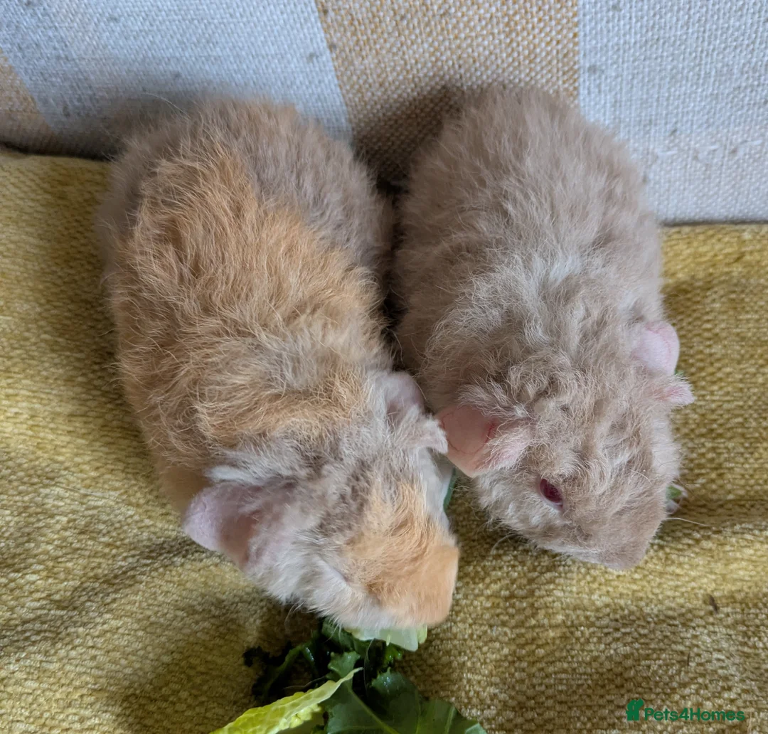 Guinea Pig rodents for sale: 2 beautiful baby teddie boars ready to reserve - Advert 3