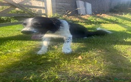 Mixed Breed dogs for sale: Border colllie/bearded collie pups  - Image 33