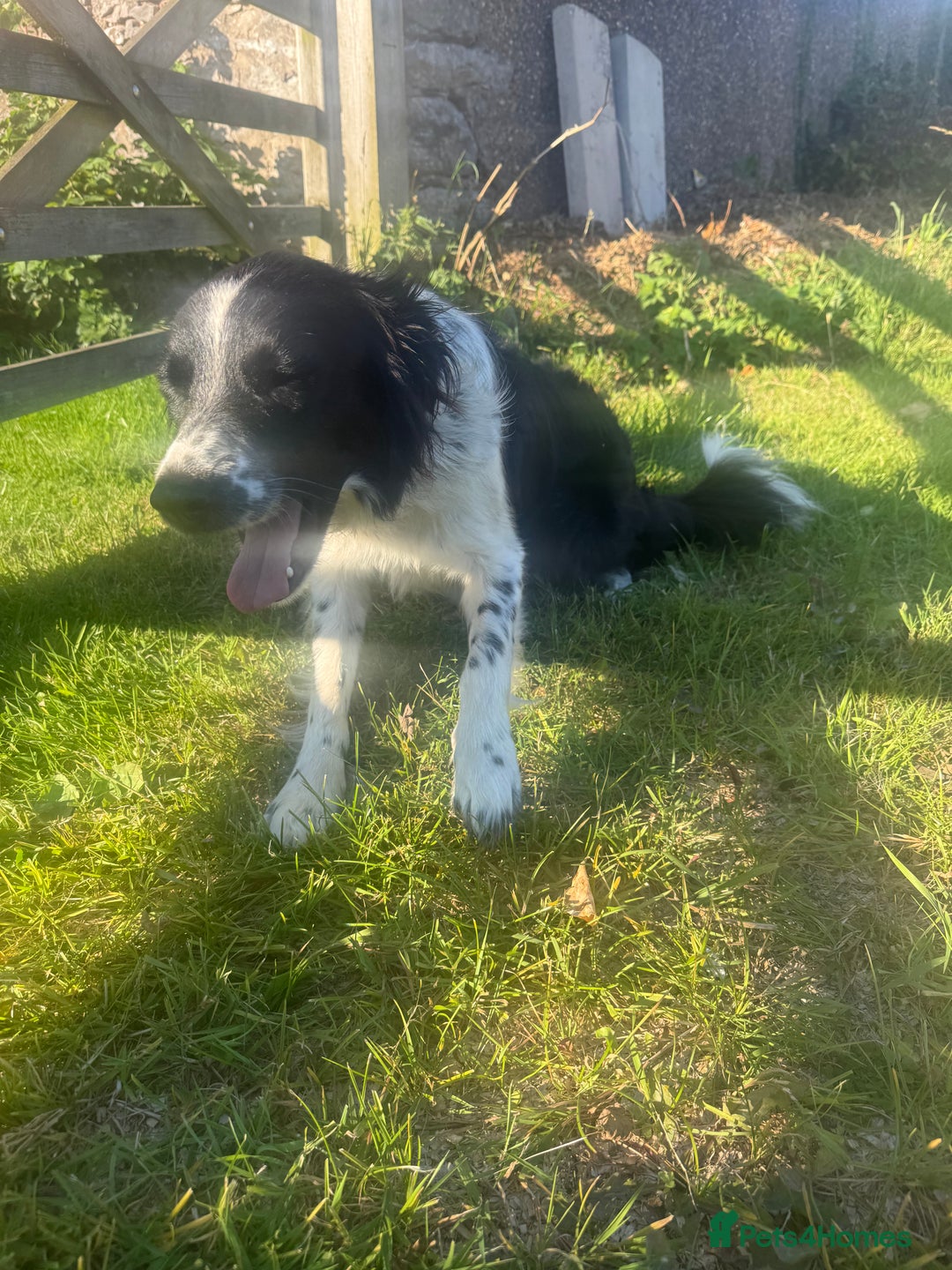 Mixed Breed dogs for sale: Border colllie/bearded collie pups  - Image 33