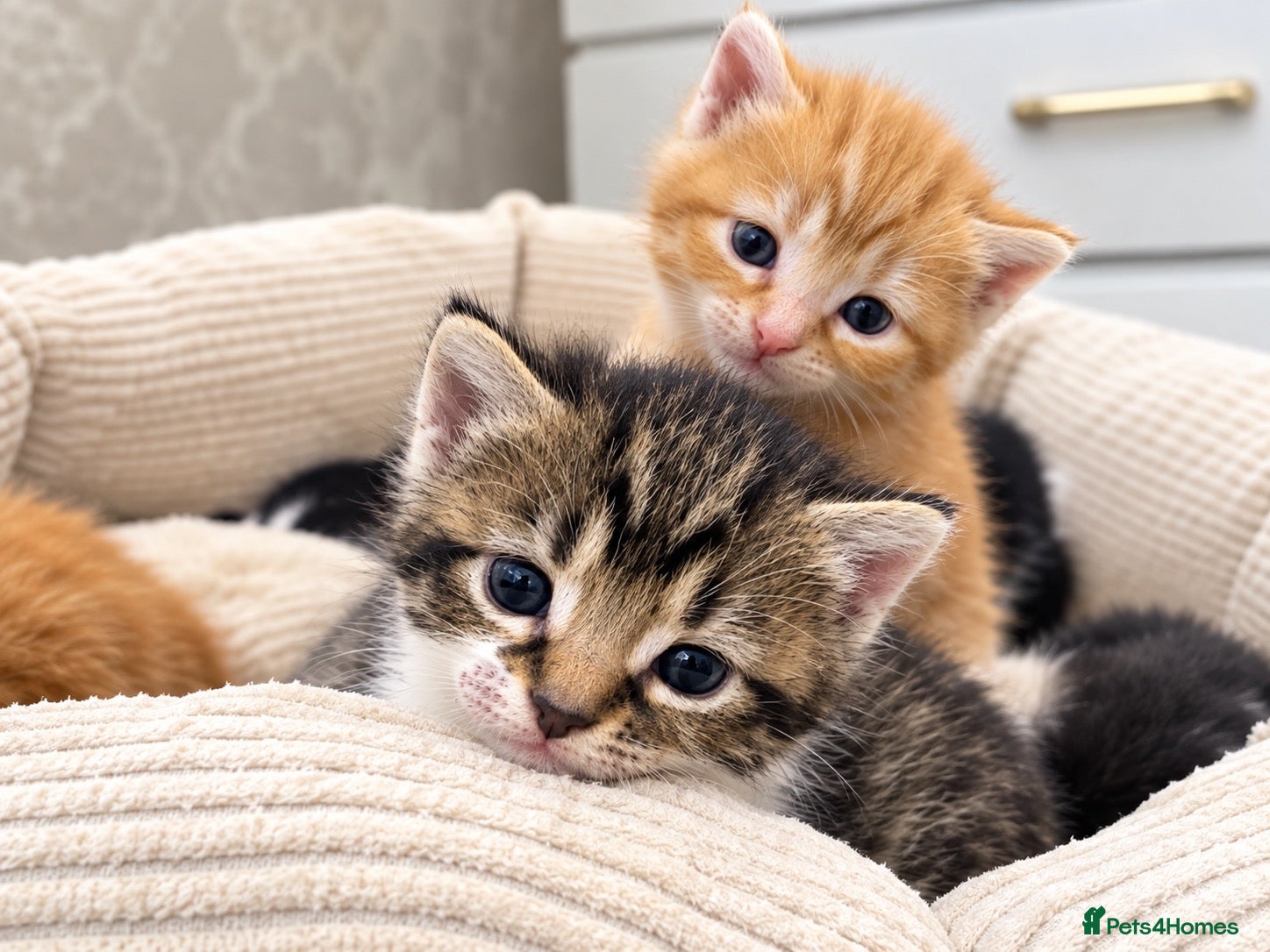 Mixed Breed cats AVAILABLE NOW: Maine Coon Mix Kittens - Advert 1