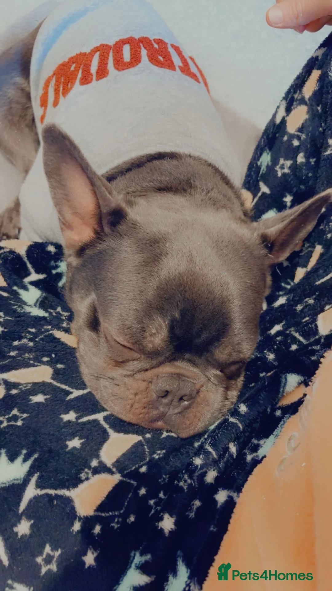 French Bulldog dogs for sale: Frenchie - Advert 2