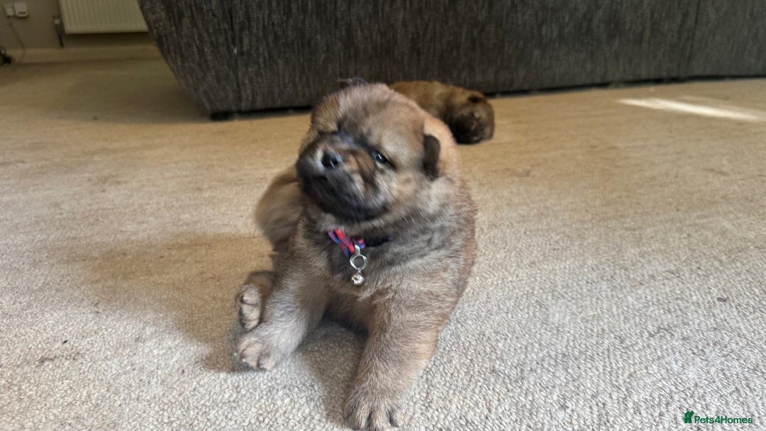 Chow Chow dogs for sale: Puppies looking for new home - Image 17