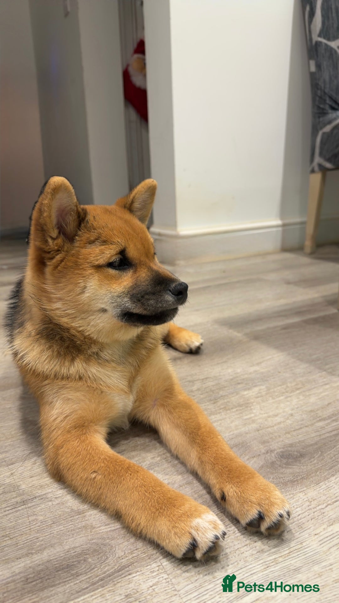 Japanese Shiba Inu dogs for sale: Japanese Shiba Inu  - Advert 14