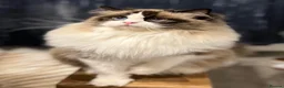 Ragdoll cats for sale: Cute chunky purring ragdoll girls - Advert 30