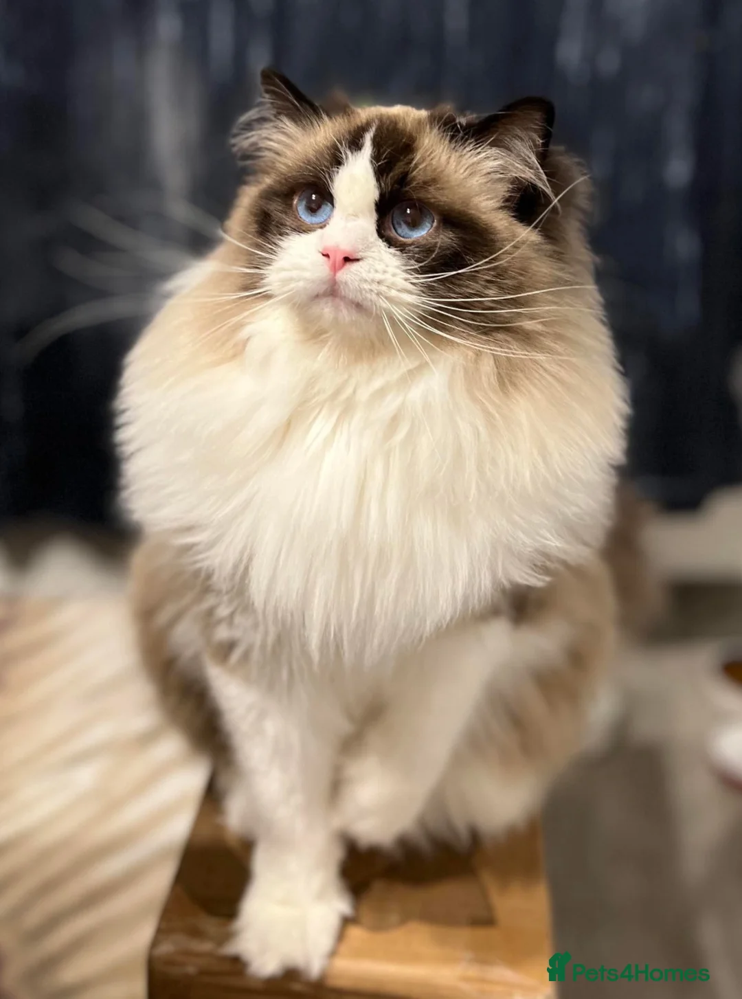 Ragdoll cats for sale: Cute chunky purring ragdoll girls - Advert 30