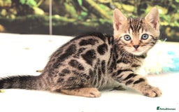 Bengal cats for sale: CUTE SNOW & BROWN BENGAL KITTENS (TICA REG) - Image 8