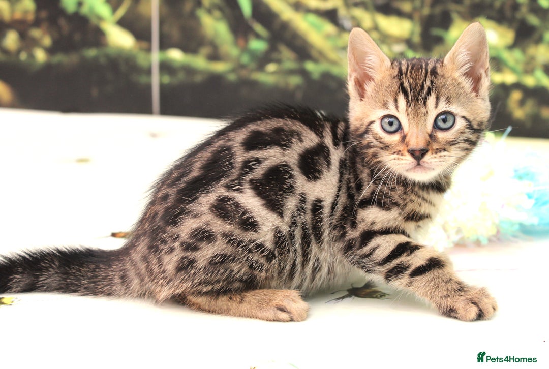 Bengal cats for sale: CUTE SNOW & BROWN BENGAL KITTENS (TICA REG) - Image 8