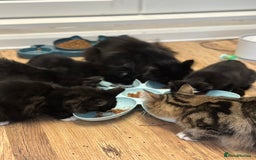 Maine Coon cats for sale: Very Cute adorable kitten urgently for sell - Image 12