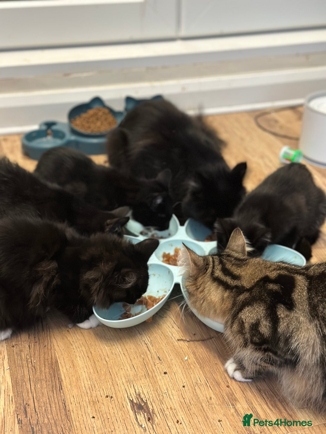 Maine Coon cats for sale: Very Cute adorable kitten urgently for sell - Image 12