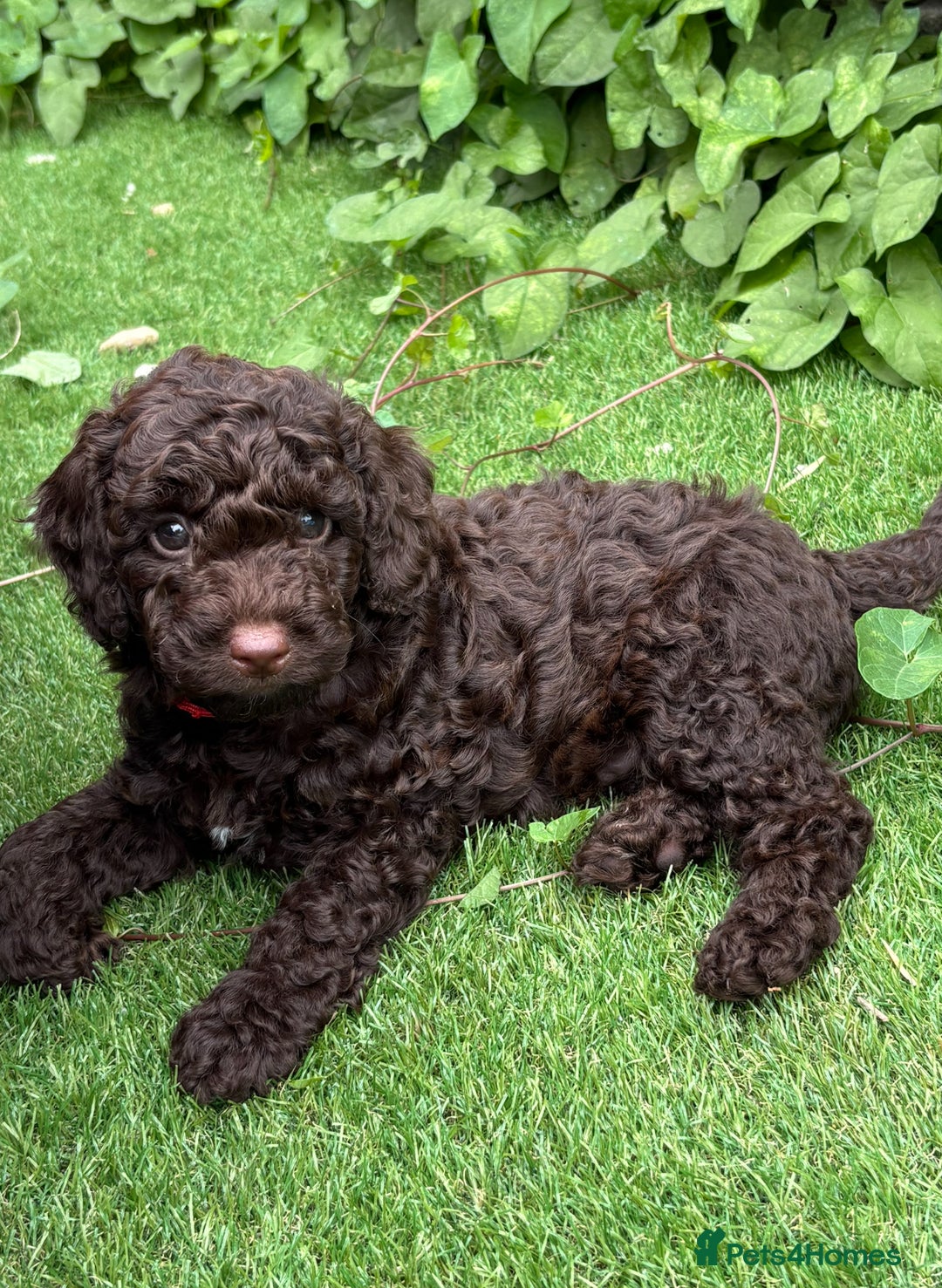 Sproodle dogs for sale: Beautiful Sproodles 1 black girl&1 chocolate boy - Image 19