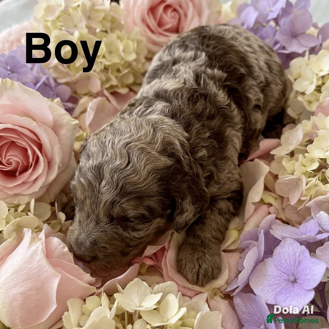 Cockapoo dogs for sale: DNA TESTED, Stunning Cockapoo Pups, Ready 5th june - Advert 2