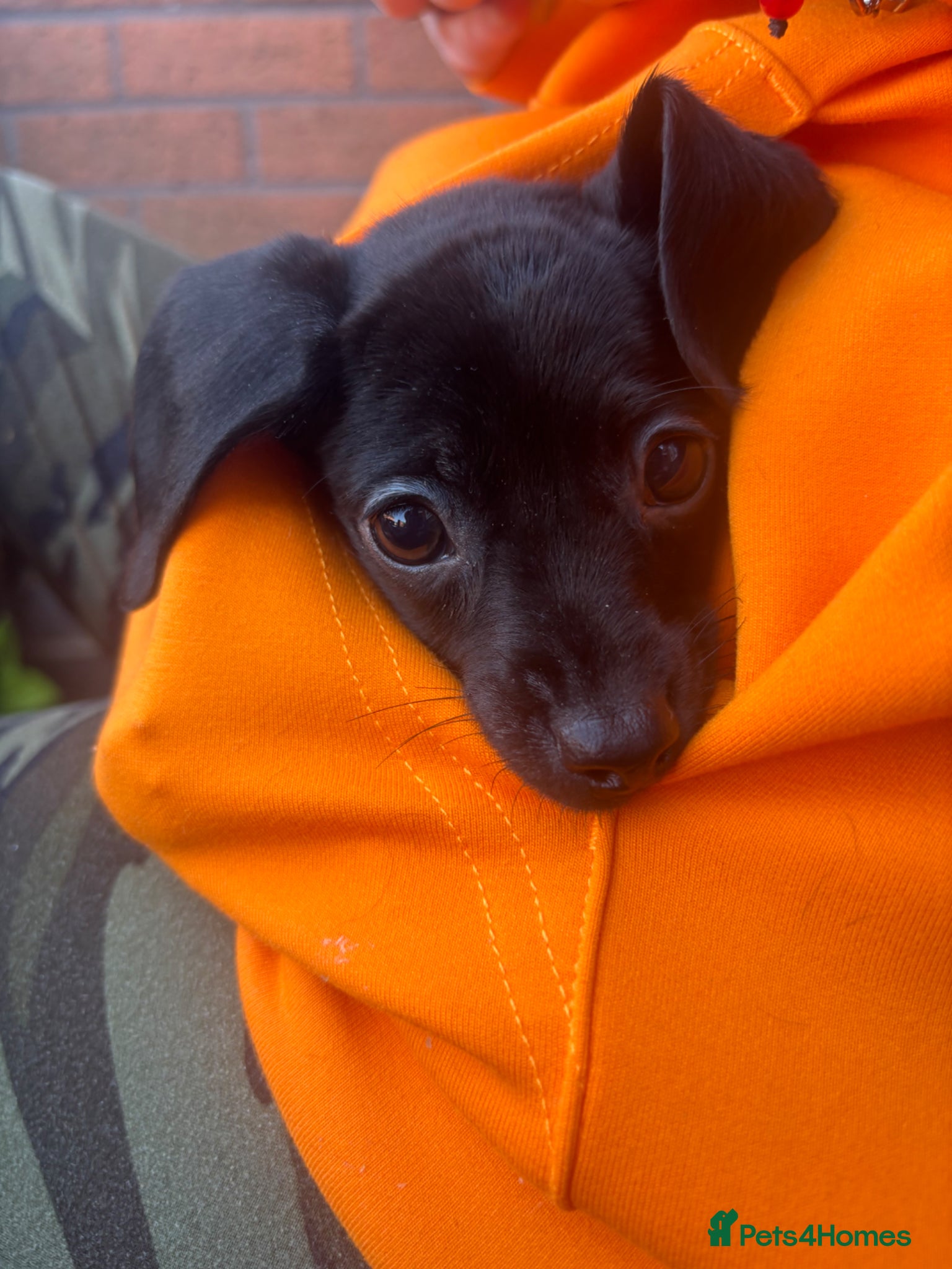 Dachshund dogs beautiful female pup for sale  - Advert 1