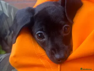 Dachshund dogs beautiful female pup for sale - Advert 1