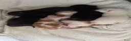 Mixed Breed cats for sale: Gorgeous kittens for sale in Stroud - Advert 20