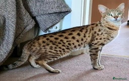 Savannah cats for sale: F2 female savannah  - Image 2