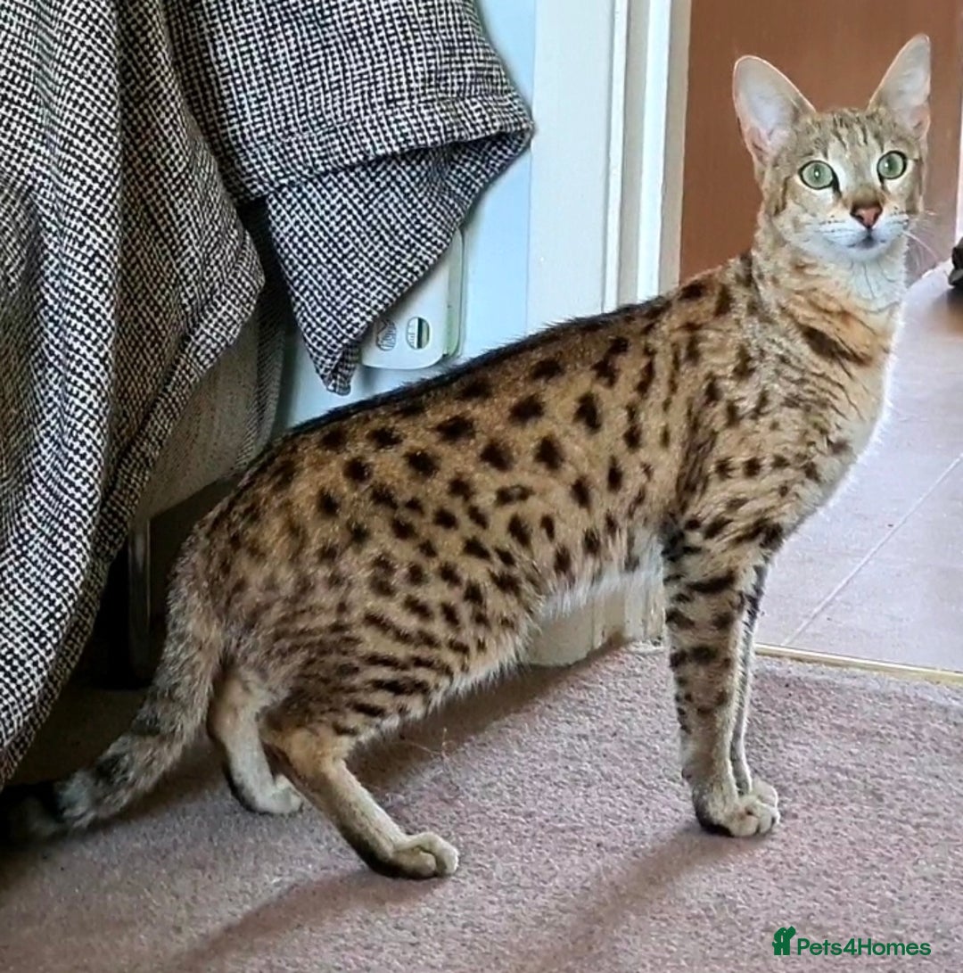 Savannah cats for sale: F2 female savannah  - Image 2