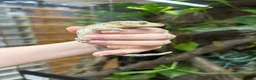 Gecko reptiles for sale: Ink blotch super dalmation crested geckos - Advert 7