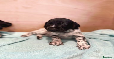 German Shorthaired Pointer dogs - Advert 3