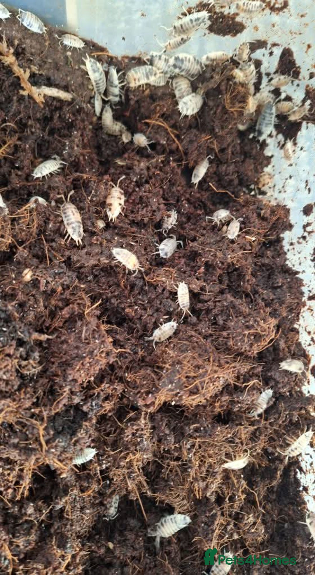 Cockroaches invertebrates for sale: Mixture of invertebrates  - Image 3
