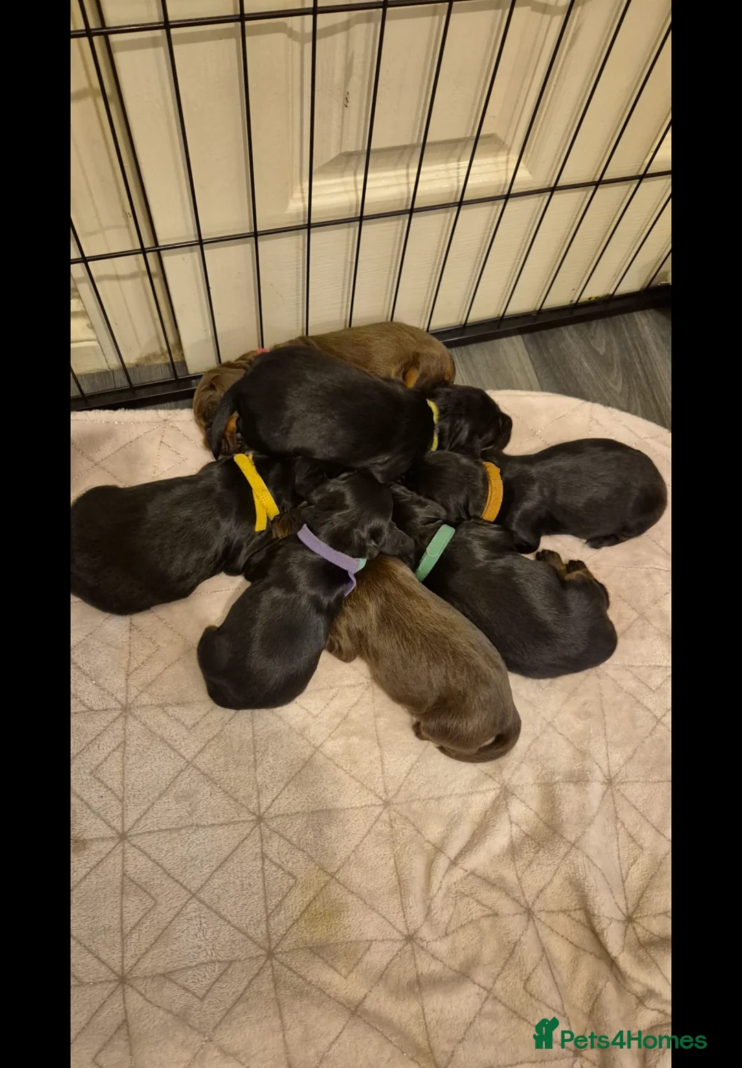 Sprocker dogs for sale: Exceptional home reared sprocker spaniel puppies.  - Advert 7