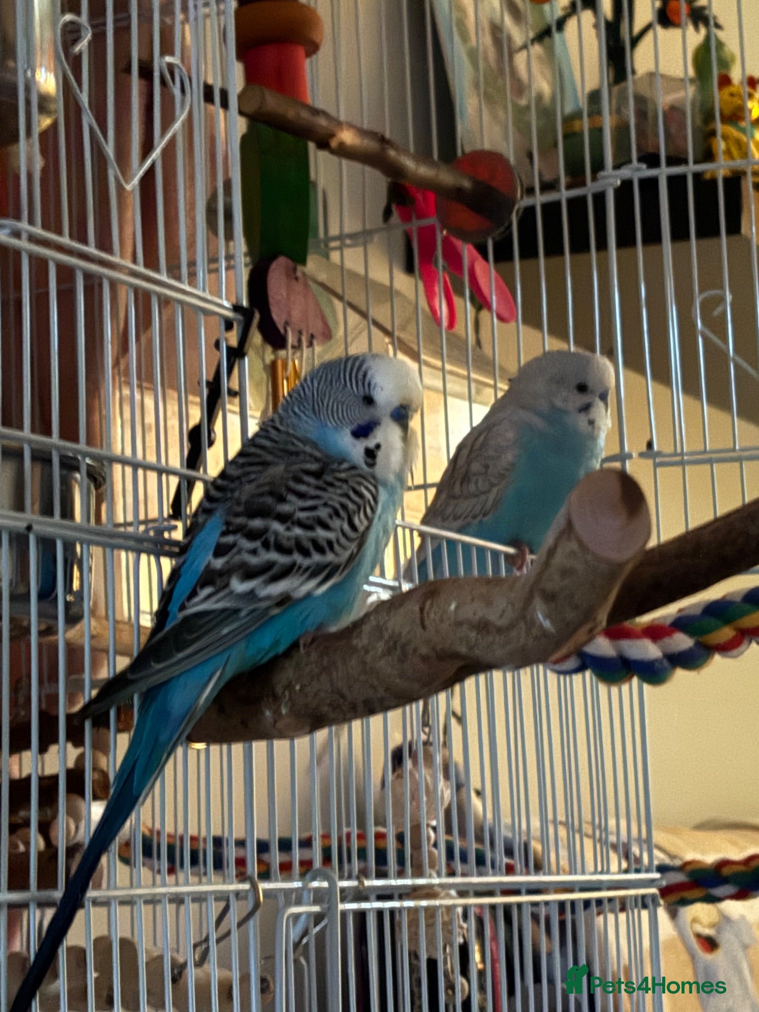 Budgerigars birds Two Male Budgies to be re-homed - Advert 1