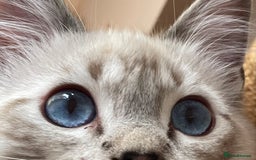 Ragdoll cats for sale: Ragdoll kittens from Moonliteyecats  - Image 24