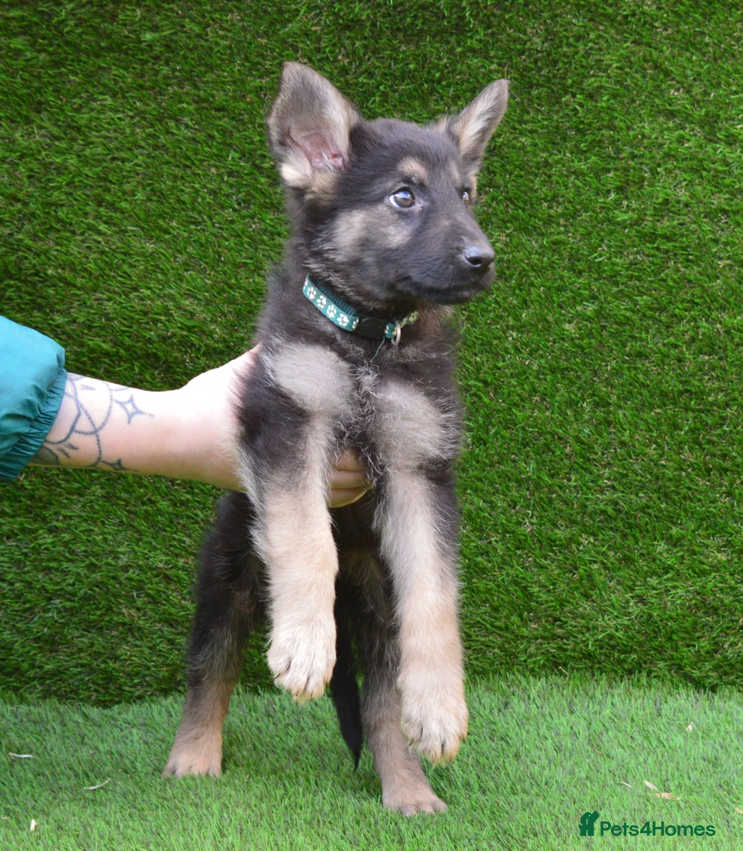 German Shepherd dogs for sale: KC Registered Working Line German Shepherd Puppies - Advert 4