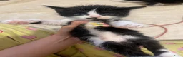 Mixed Breed cats for sale: Kittens ready  in Swansea - Advert 22