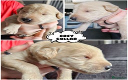 Labradoodle dogs for sale: Beautiful Labradoodle Puppies  - Image 14