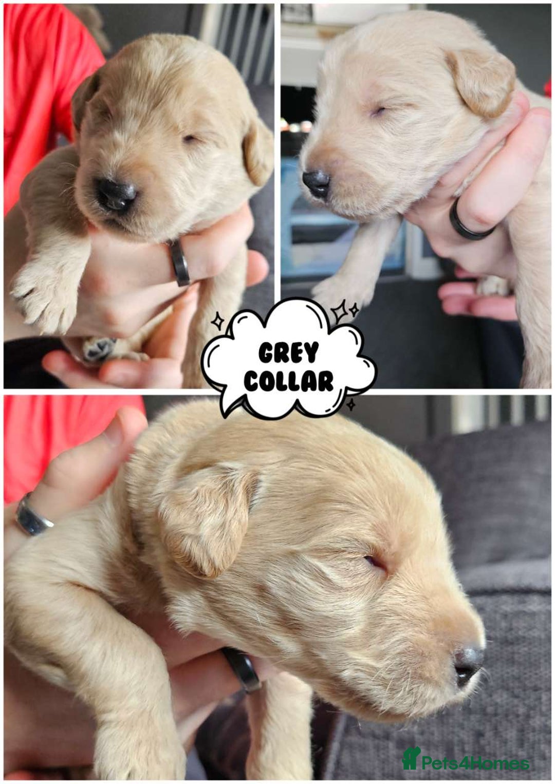 Labradoodle dogs for sale: Beautiful Labradoodle Puppies  - Image 14