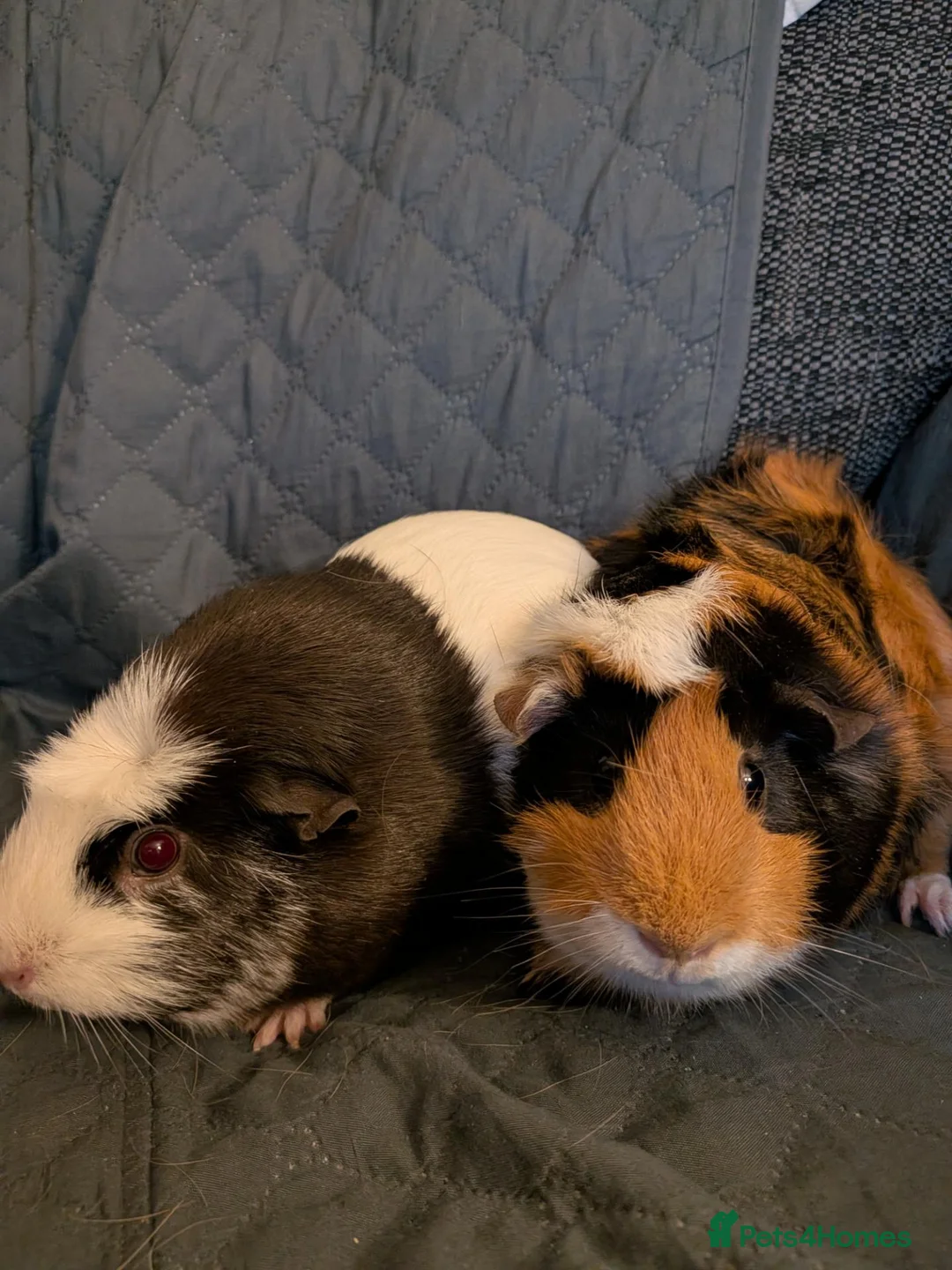 Guinea Pig rodents for sale: 2 Female Guinea Pigs FREE(READ DESC) - Advert 2