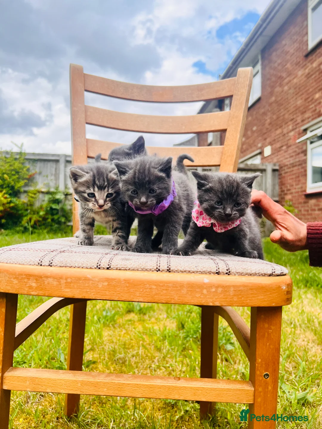 Mixed Breed cats for sale: British Shorthair Dad & Tabby Mom Kittens for Sale - Advert 1
