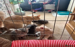 Mixed Breed cats for sale: Beautiful kittens  - Image 4