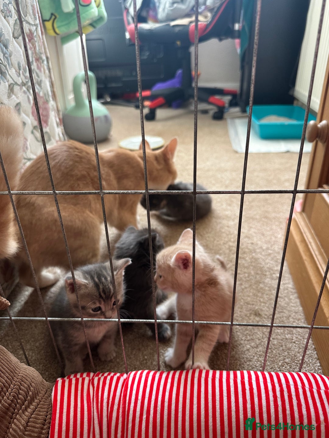 Mixed Breed cats for sale: Beautiful kittens  - Image 4
