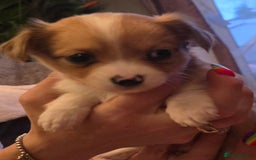 Chihuahua dogs for stud: Merle long haired Chihuahua Stud in Nottingham - Image 26