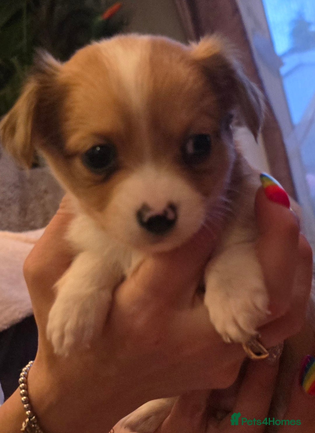 Chihuahua dogs for stud: Merle long haired Chihuahua Stud in Nottingham - Image 26