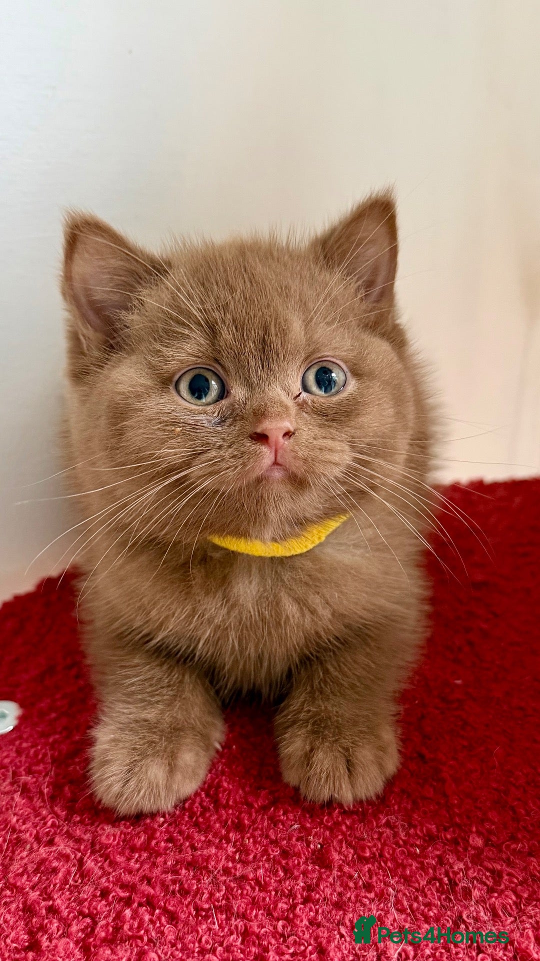 British Shorthair cats BSH show quality cinnamon kittens  - Advert 1