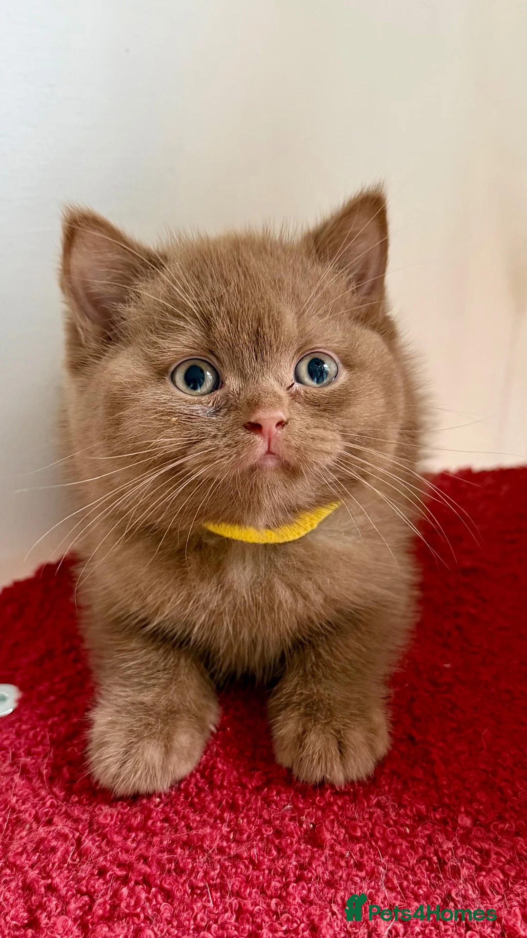 British Shorthair cats for sale: BSH show quality cinnamon kittens  - Advert 1