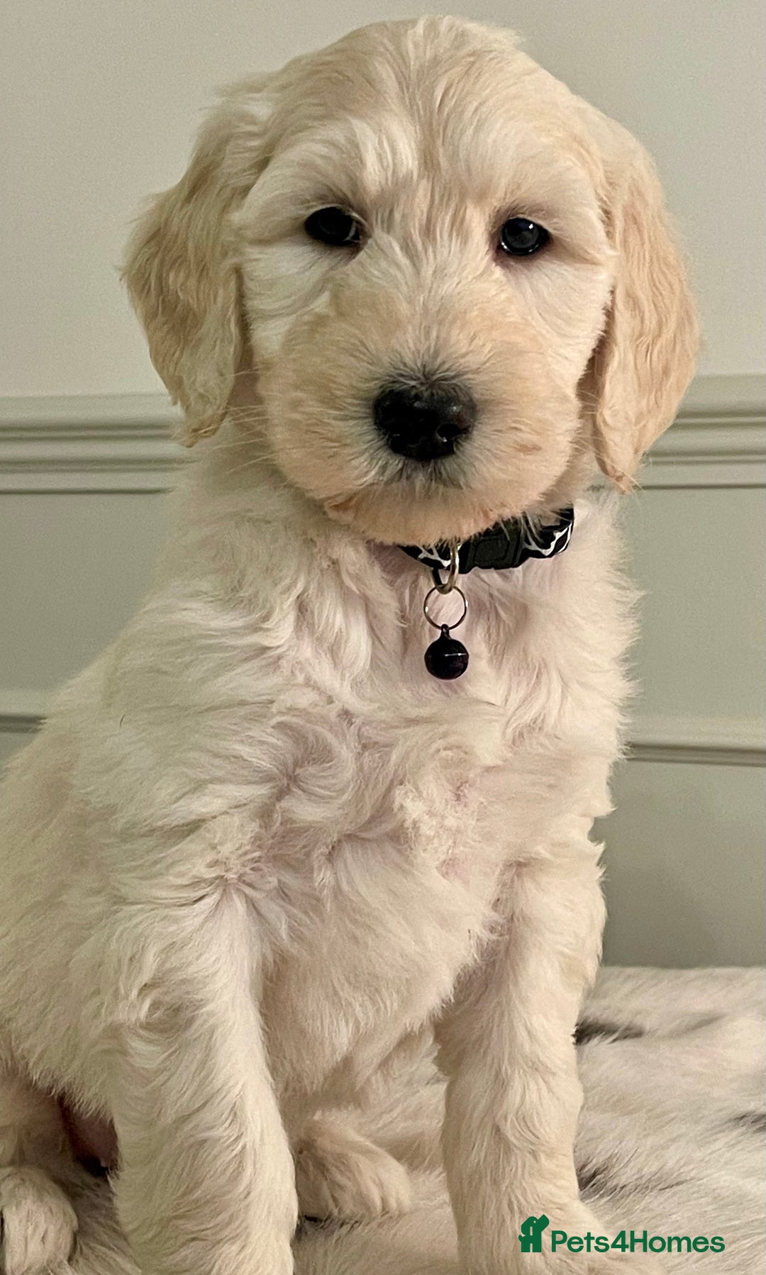Goldendoodle dogs for sale: Stunning Goldendoodle puppies - Image 17