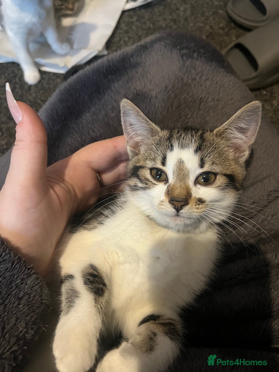 Mixed Breed cats for sale: 3 female kittens  - Advert 3