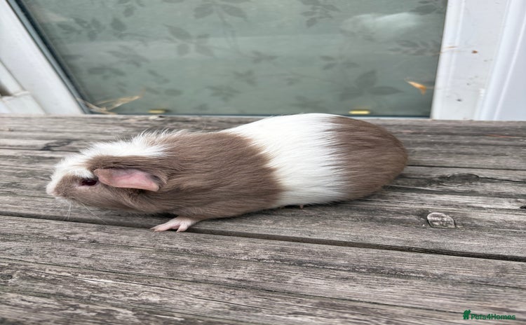 Guinea Pig rodents - Advert 1