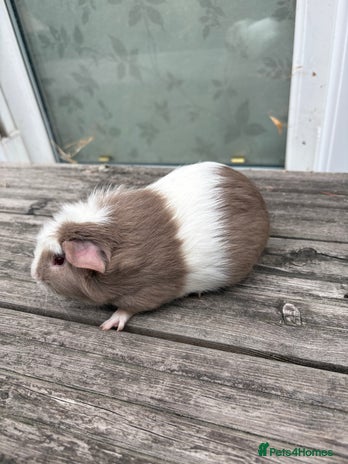 Guinea Pig rodents - Advert 4