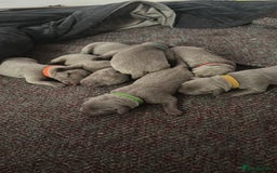 Labrador Retriever dogs for sale: 5 silver Labrador boys, Hackney - Image 8